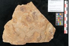 Foto (Objekt + Etikett) von Cyclocarpus sp.  (NHMW-GEO-2024-0188-11158)
